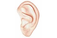 ear