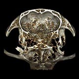 ct_scan_moa_skull_160px