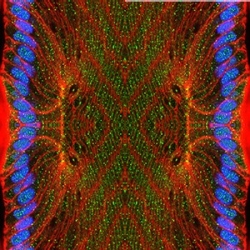 CLSM_HC_300px