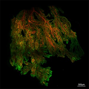 HC_VA_2025_300px HC_VA_2025_300px