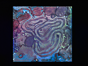 Untitled design - 1 Untitled design - 1