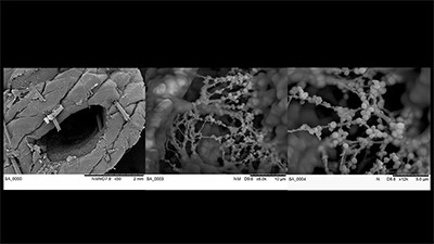 EM_winner_2025_400px EM_winner_2025_400px