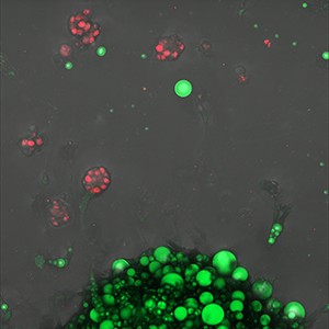 CLSM_winner_2025_300px CLSM_winner_2025_300px