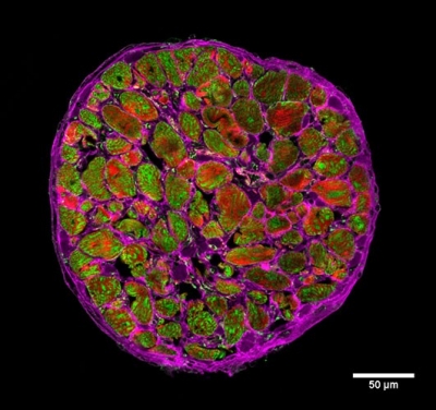 Confocal microscopy winner 2015