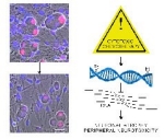 Image of Click chemistry quantitative fluorescence imaging